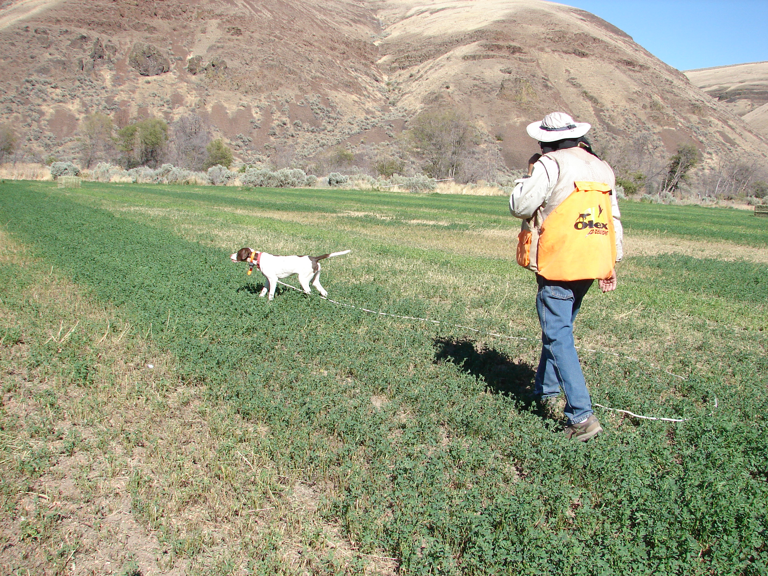 Arlington Dog Training